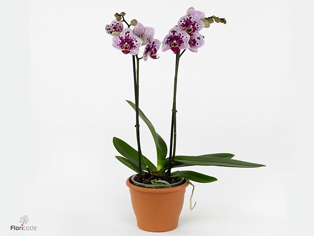 Phalaenopsis  'Rembrandt'