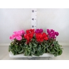 Cyclamen MD 'Rembrandt'