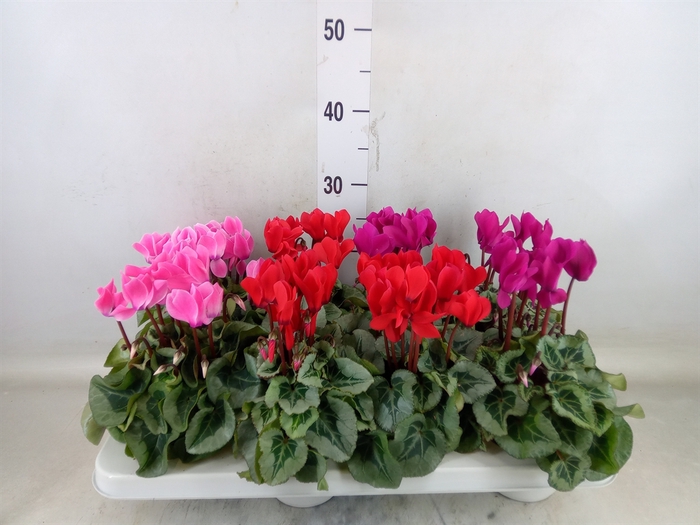 Cyclamen MD 'Rembrandt'