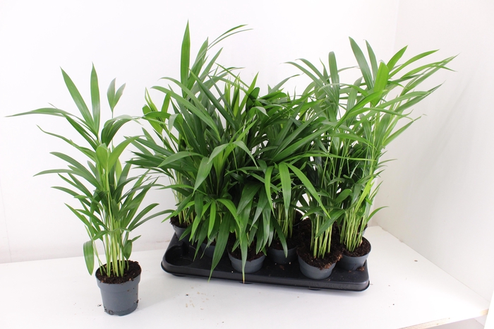 <h4>DYPSIS LUTESCENS</h4>