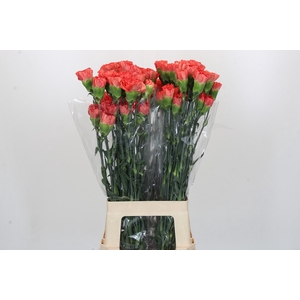Dianthus St Arno