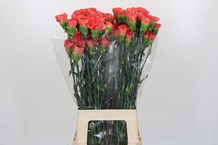 <h4>Dianthus St Arno</h4>