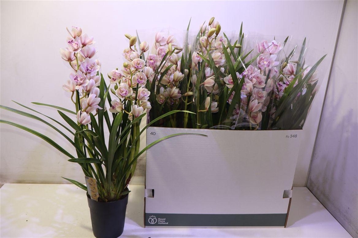 <h4>arr8 Cymb Overig</h4>