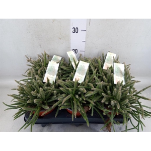 Rhipsalis baccifera subsp. horrida