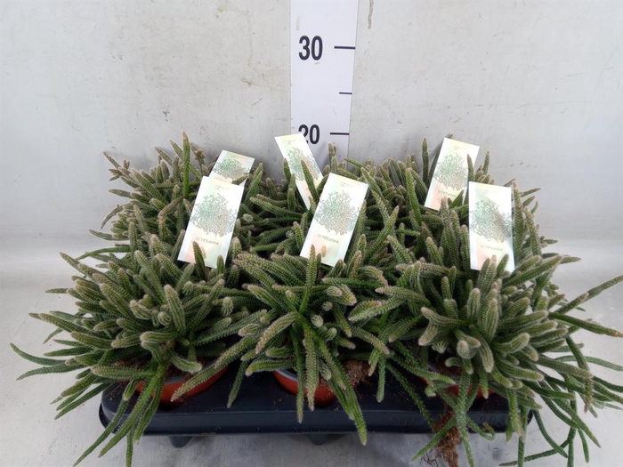 <h4>Rhipsalis baccifera subsp. horrida</h4>