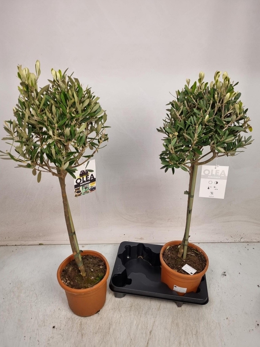 <h4>OLEA EUROPAEA</h4>