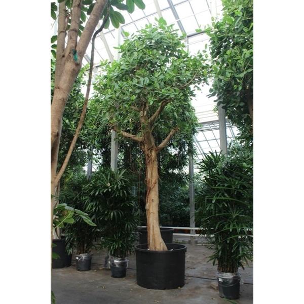 <h4>Ficus Benghalensis</h4>