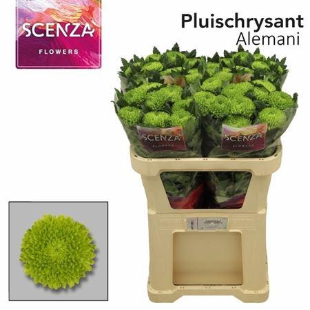 <h4>Chr G Alemani</h4>