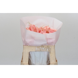 Zantedeschia Eydolls Salmon