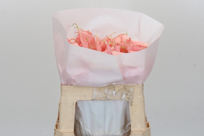 <h4>Zantedeschia Eydolls Salmon</h4>