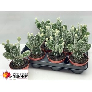 OPUNTIA