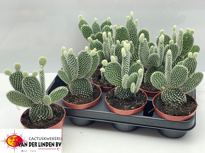 <h4>OPUNTIA</h4>