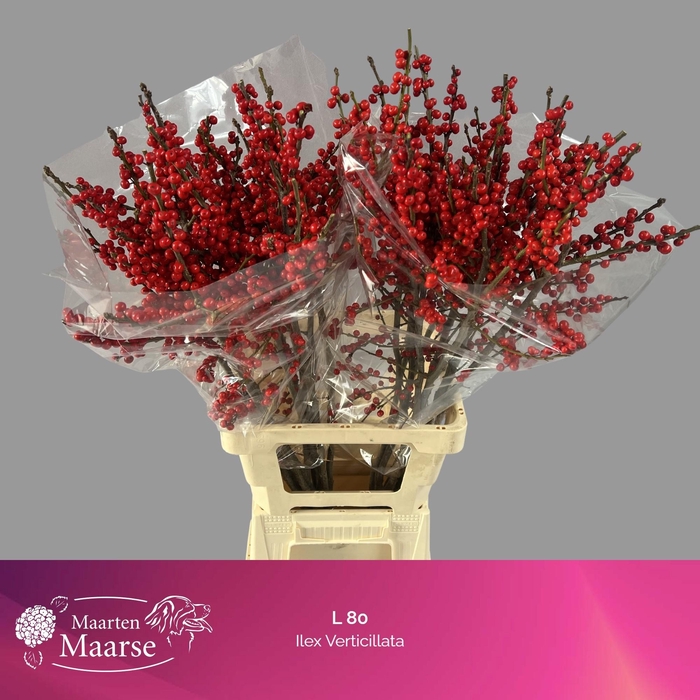 <h4>ILEX VE RODE BES</h4>