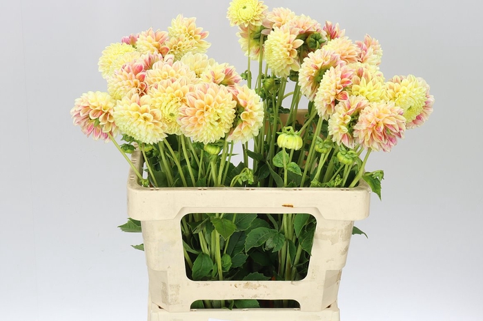 <h4>Dahlia Sweet Suzanne</h4>