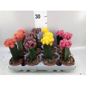 Gymnocalycium mihanov. 'Brasil'