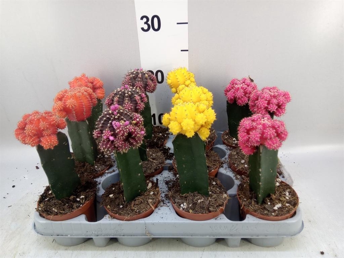 <h4>Gymnocalycium mihanov. 'Brasil'</h4>