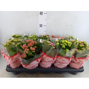 Kalanchoe blos.   ..rosebud mix  5
