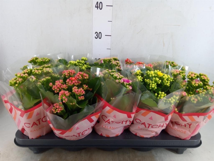<h4>Kalanchoe blos.   ..rosebud mix  5</h4>