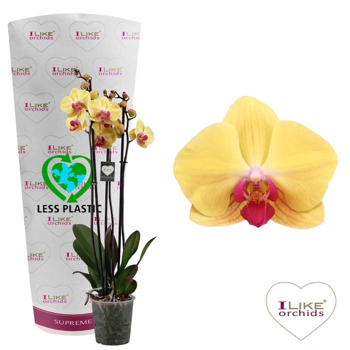 <h4>Phalaenopsis Goldion - 3 tak 80cm (Less Plastic)</h4>