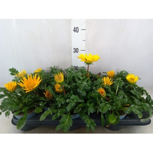 Gazania rig. 'Gazoo Clear Yellow'