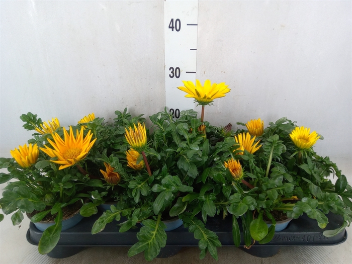 <h4>Gazania rig. 'Gazoo Clear Yellow'</h4>