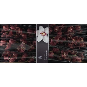 Cymbidium Lucifer