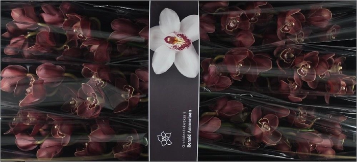 <h4>Cymbidium Lucifer</h4>
