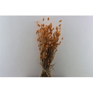 Dried Phalaris X5 Frosted Salmon Bunch