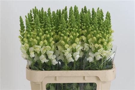 <h4>Antir Poto Ivory White</h4>