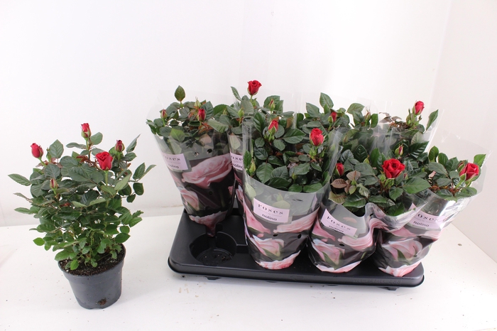 <h4>RO PATIOHIT OV</h4>