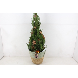 arr5 Kerst MB - Picea XL duo mand green led