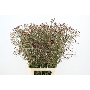ERYN PAN MAG R THUND 110CM