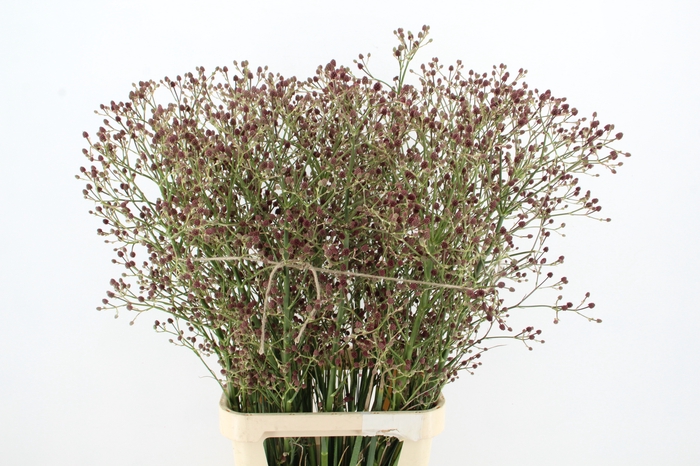 <h4>ERYN PAN MAG R THUND 110CM</h4>
