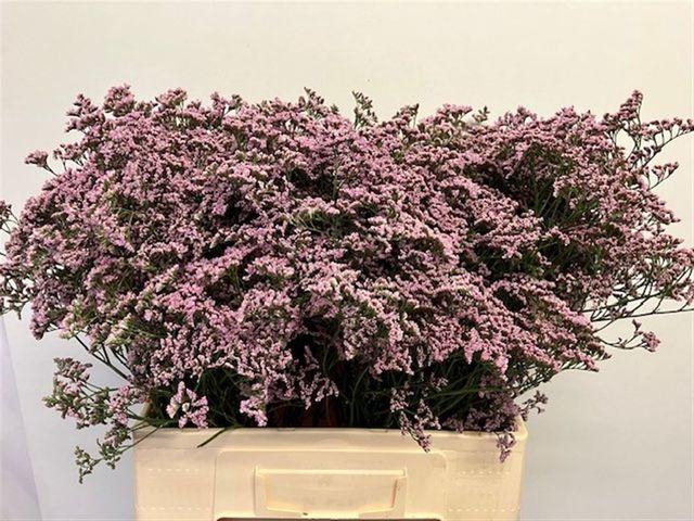 <h4>LIM SAF OSHI PINK</h4>