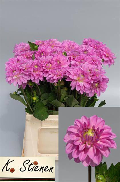 <h4>DAHL PINK POP</h4>