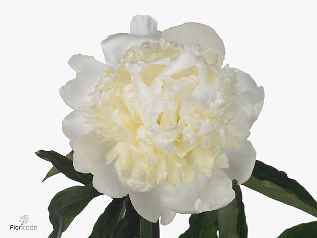 PAEO L WHITE ELEGANC