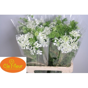 ORLAYA G WHITE FINCH