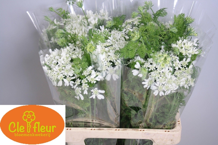 <h4>ORLAYA G WHITE FINCH</h4>