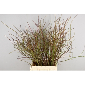 VACCINIUM(BOSBES) ROOD BS