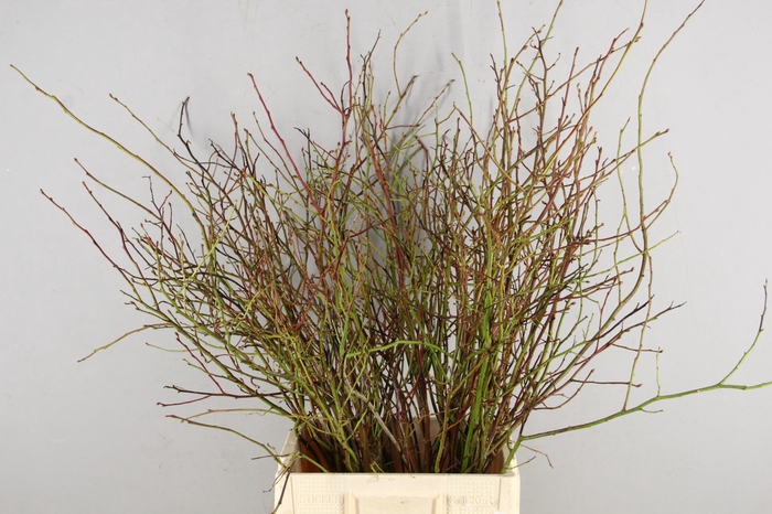 <h4>VACCINIUM(BOSBES) ROOD BS</h4>