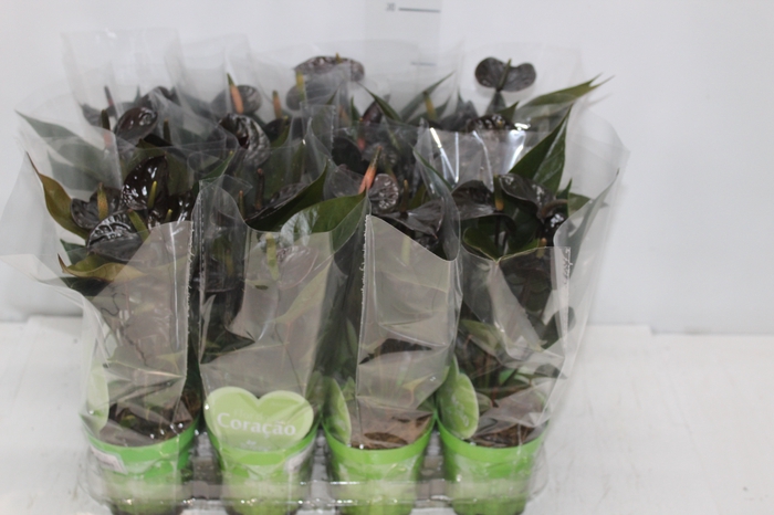 <h4>ANTHURIUM BLACK LOVE P09</h4>