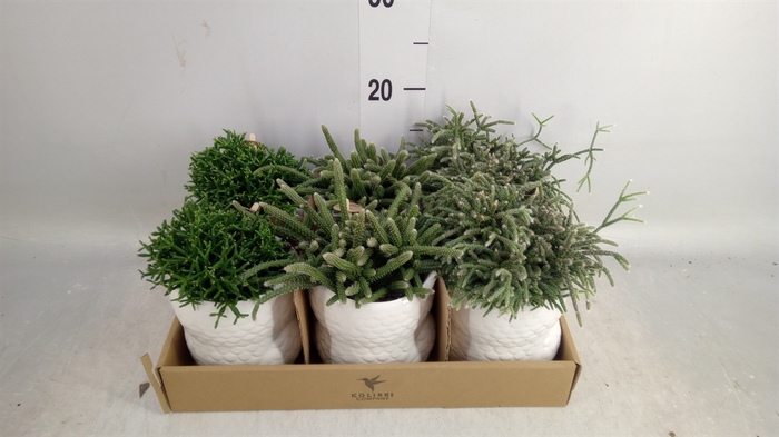 <h4>Rhipsalis   ...mix</h4>