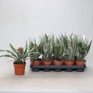 ANANAS OV