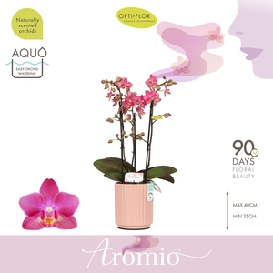 Aromio Floral 3 spike in Salmon Molise Aquo