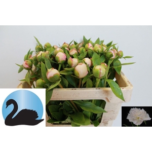PAEONIA ALERTIE PAEO L ALERTIE