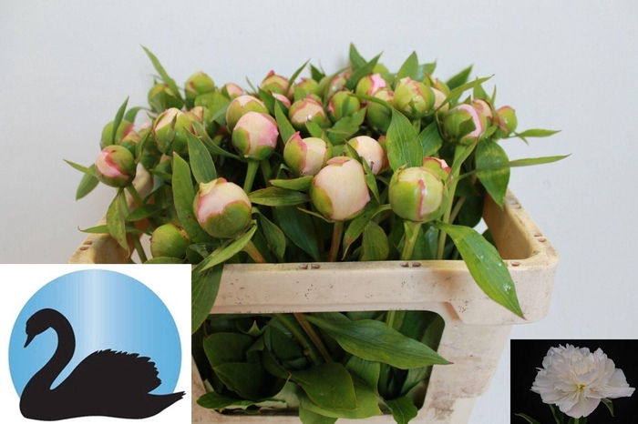 <h4>PAEONIA ALERTIE PAEO L ALERTIE</h4>