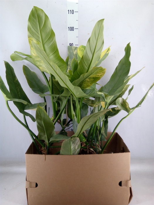 <h4>Philodendron   ...</h4>