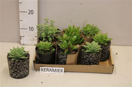 arr8 Succ Gem 5 Srt In Keramiek