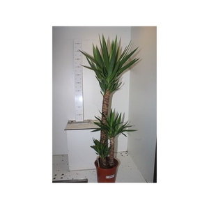 Yucca 90-45-20 Cm Meerkop