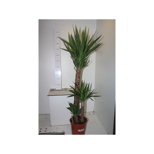 <h4>Yucca 90-45-20 Cm Meerkop</h4>